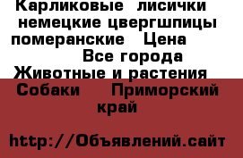 Карликовые “лисички“  немецкие цвергшпицы/померанские › Цена ­ 35 000 - Все города Животные и растения » Собаки   . Приморский край